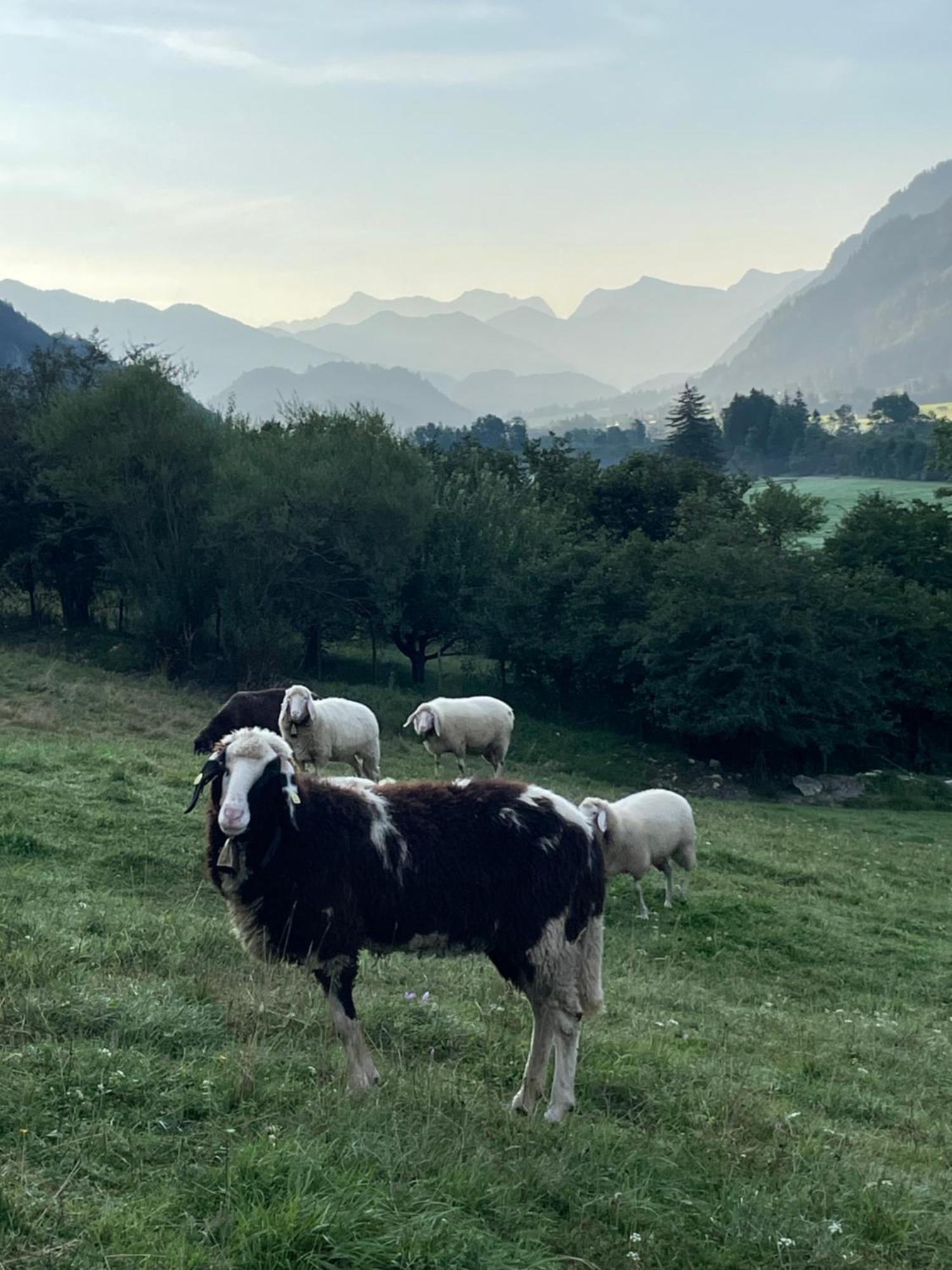 Dreimaederlhaus Am Berg Lejlighed Pfronten Eksteriør billede